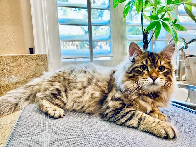 Dog day care center Copper Hill Animal Clinic- Dr. Vanessa Santa Clarita