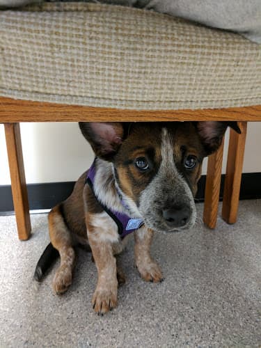 Dog day care center Cornell Road Veterinary Clinic Hillsboro