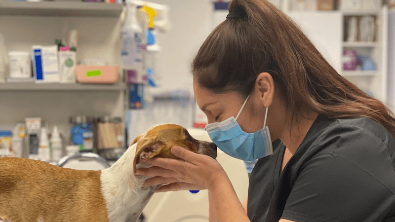 Dog day care center Corona Animal Emergency Center Corona