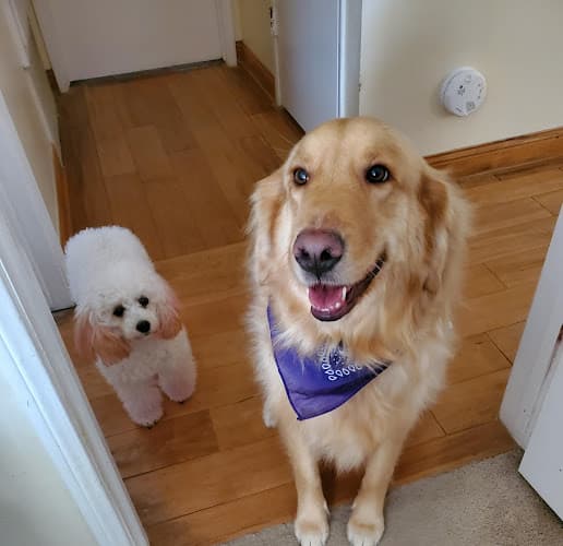 Dog day care center Cosmopawlitan Hotel & Spa Simi Valley