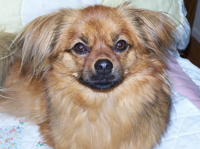 Dog day care center Cottage Animal Hospital Oxnard
