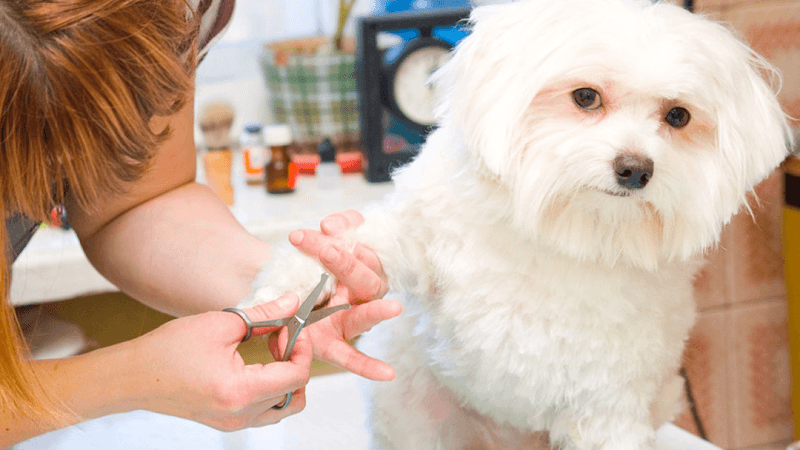Dog day care center Country Aire Pet Resort Redding