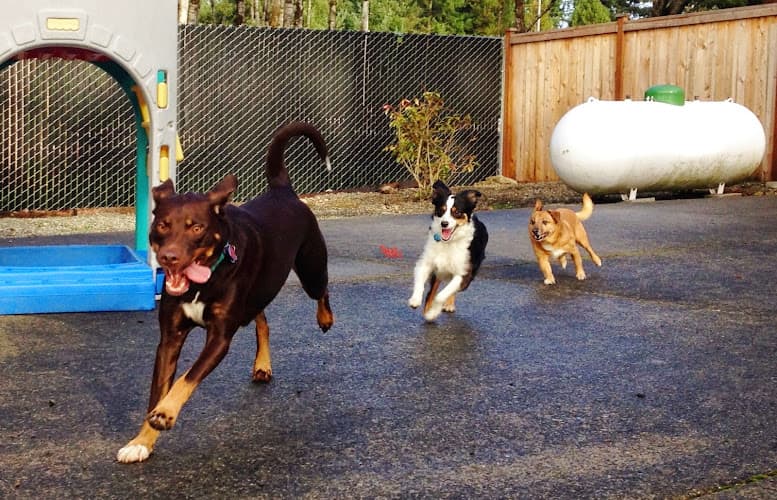 Dog day care center Country Kennels Tacoma