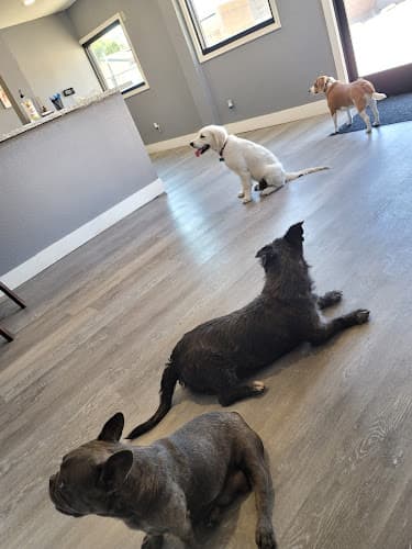 Dog day care center Country View Kennels Modesto