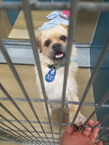 Dog day care center County of San Diego Department of Animal Services Carlsbad