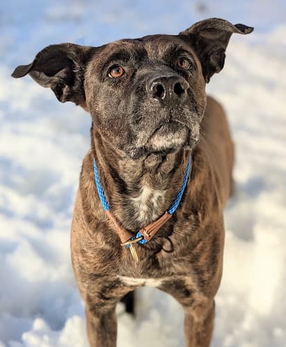 Dog day care center Courtney's Canine College Spokane