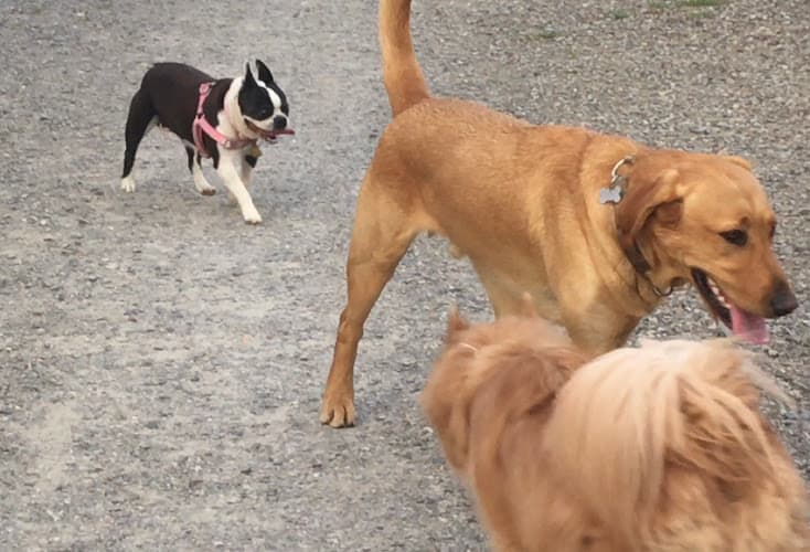 Dog day care center Cozy Kennels Spokane Valley