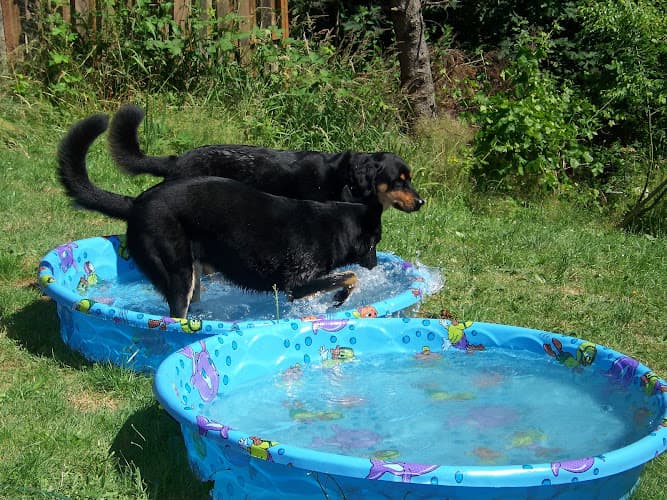 Dog day care center CraZy MisFitS Pet Services Kent