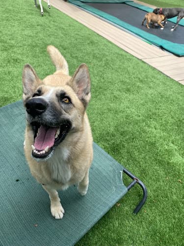 Dog day care center Creature Comfort Bnb Compton