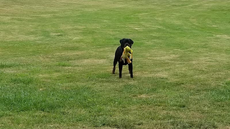 Dog day care center Creature Comforts Kennels Tacoma