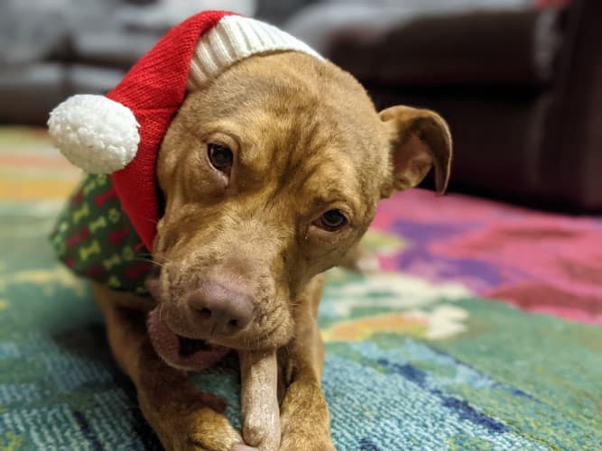 Dog day care center Creekside Country Canines Kent