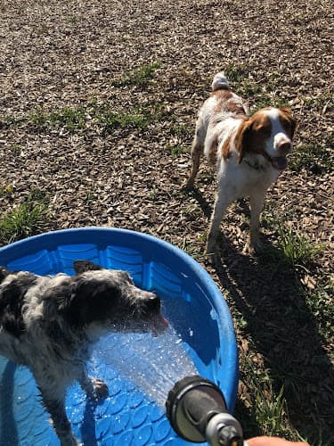 Dog day care center Creekside Dog Days, LLC Hillsboro