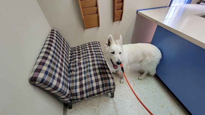 Dog day care center Crestwood Animal Hospital Federal Way
