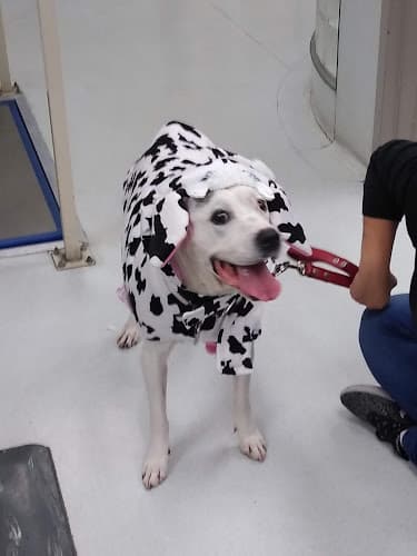 Dog day care center Crossroads Animal Emergency (Norwalk), A Thrive Pet Healthcare Partner Norwalk