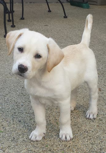 Dog day care center Cypress Animal Hospital West Covina