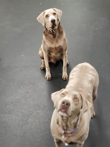Dog day care center D Pet Hotels Los Angeles (Encino) Los Angeles