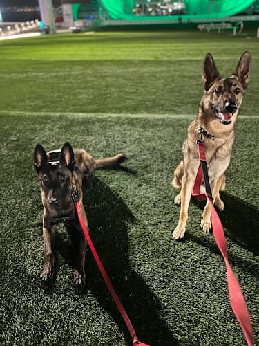 Dog day care center Daffy Dogs LLC San Diego