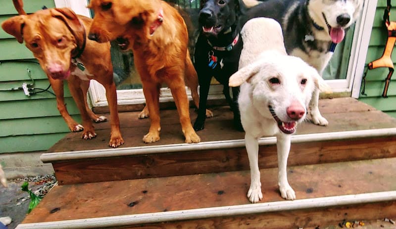 Dog day care center DailyDOGS Seattle