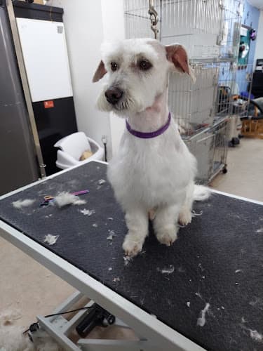 Dog day care center Dalmation Station Vallejo