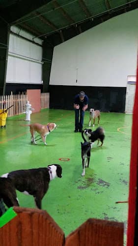 Dog day care center Dan Perata San Francisco