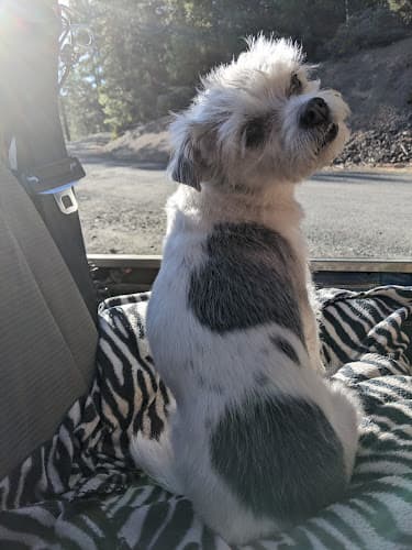 Dog day care center Dana Park Veterinary Hospital Redding