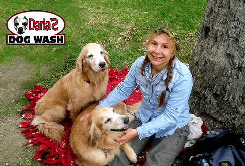 Dog day care center Darla's Dog Wash Glendale