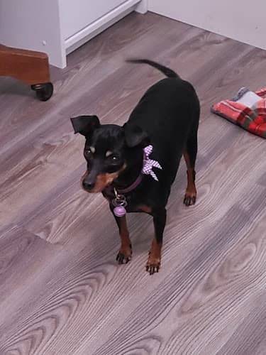 Dog day care center Dazzling Doggies Clovis