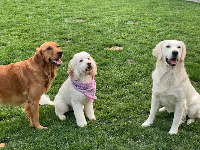 Dog day care center Deaton Doggie Day Care Bend