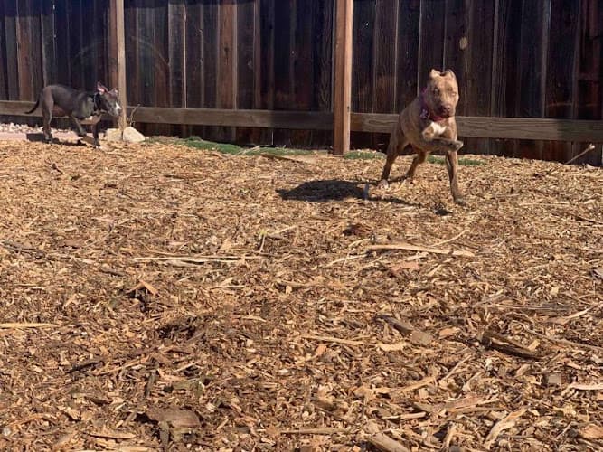 Dog day care center Derty Dog Canine Retreat & Fitness Antioch