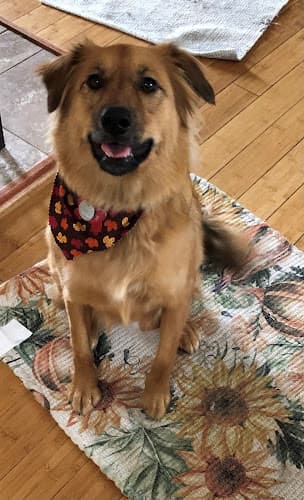 Dog day care center Deschutes Pet Lodge LLC Bend