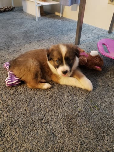 Dog day care center Desert Care Animal Hospital Victorville