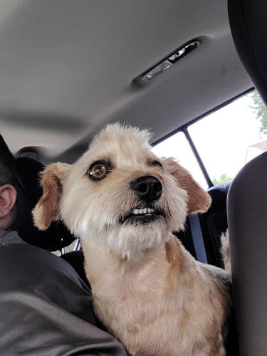 Dog day care center Diamond L Pet Parlor West Covina