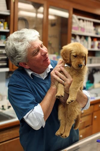 Dog day care center Diamond Veterinary Hospital Everett