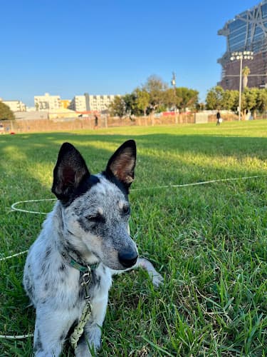 Dog day care center Dingo Doggies Campus Los Angeles