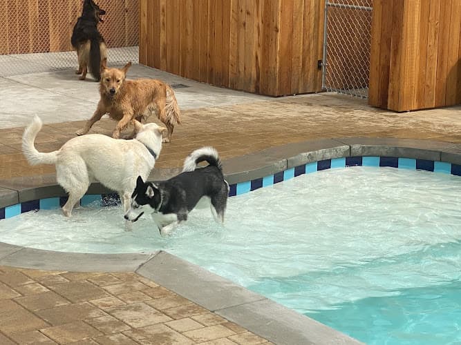 Dog day care center Dioji K-9 Resort & Athletic Club Ventura