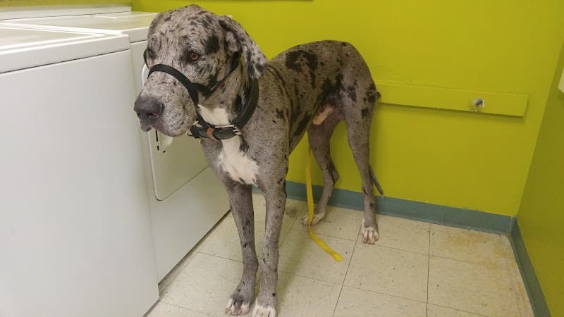 Dog day care center Dippity-Dog Self Serve Pet Carlsbad