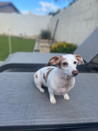 Dog day care center Dobermans Dachshund-Dalmatians Lancaster