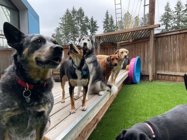Dog day care center Dog Buddies Portland