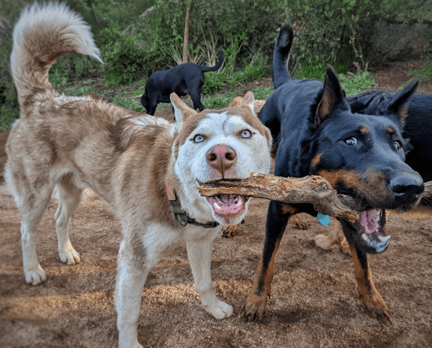 Dog day care center Dog Camp @ Alpine Dog Ranch El Cajon