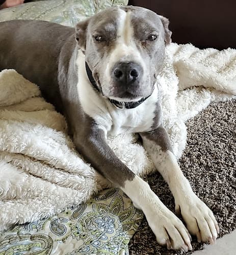 Dog day care center Dog & Cat Veterinary Clinic Fresno