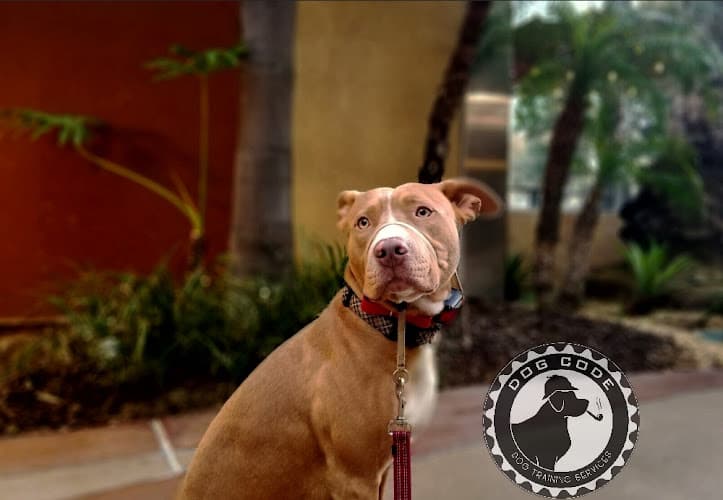Dog day care center Dog Code Training Chula Vista