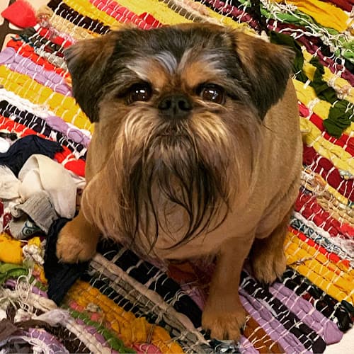 Dog day care center Dog Hotel, Cat Hotel Pet Resort FDG Burbank