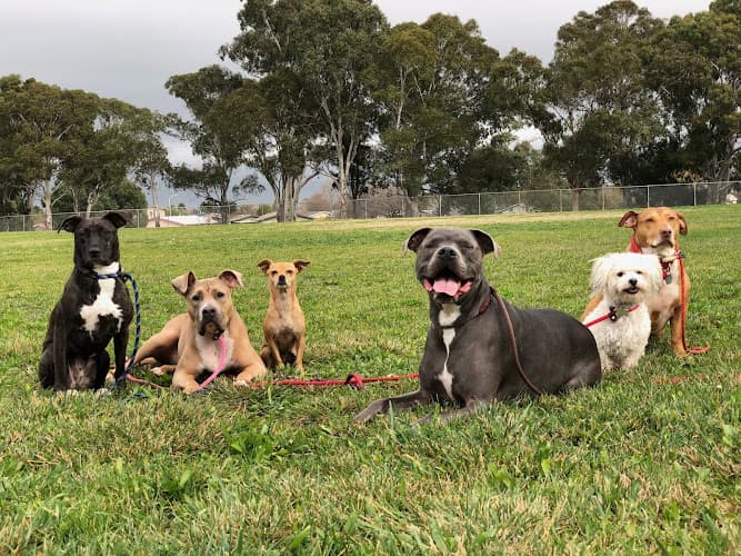 Dog day care center Dog Over Breed Vallejo