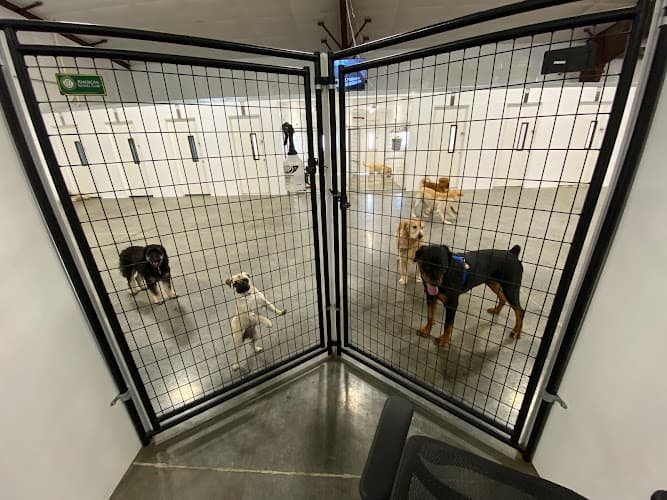 Dog day care center Dog Paw Daycare Eugene