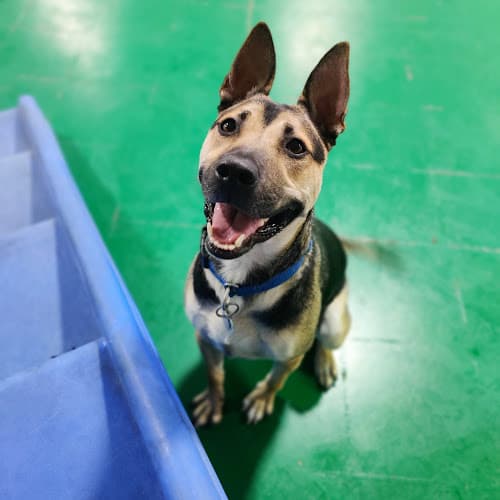 Dog day care center Dog Resort Los Angeles