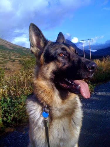 Dog day care center Dog Watch of Alaska Anchorage