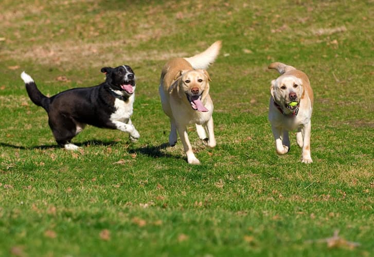 Dog day care center Dog Works Ranch LLC Seattle