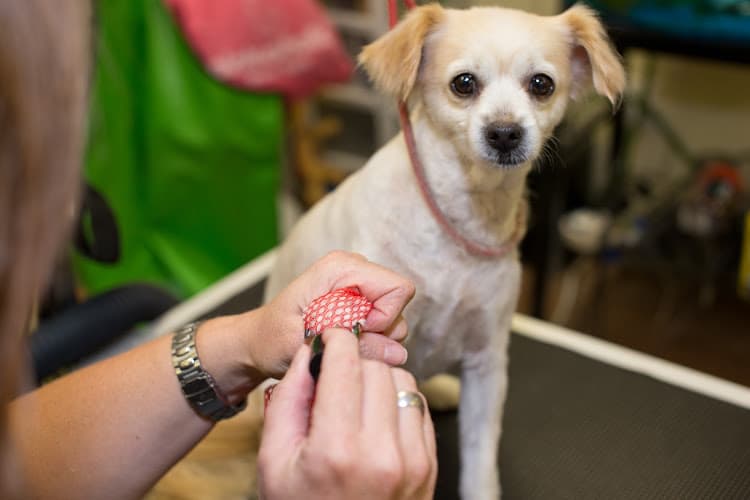 Dog day care center Dog Zone West Covina