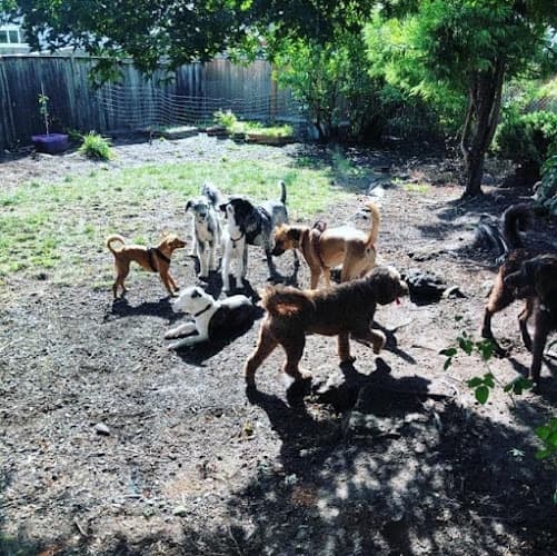 Dog day care center Dogcentrik Dog Daycare Eugene