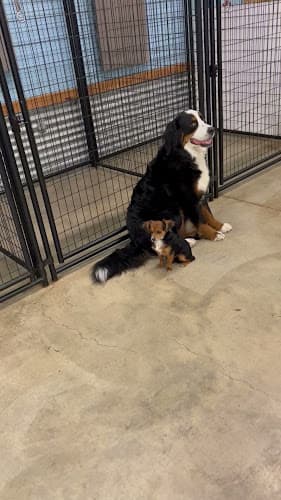 Dog day care center DogConnectionPDX Daycare & Boarding Portland